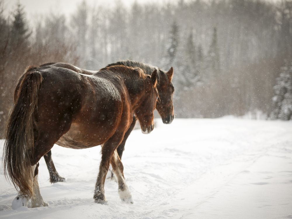 B.C. researcher calls for more wild horse protections after 17 shot