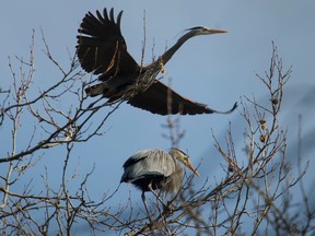 The Pacific great blue heron colony has returned to the tennis court area of Stanley Park for a 23rd consecutive year to nest and raise chicks.