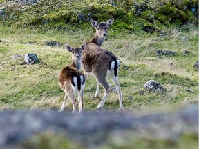 Controlled hunting and periodic culls over the years have reduced the number of fallow deer from thousands in the 1980s to around 400 to 500. TIMES COLONIST