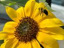 The sunflower's turning to follow the sun's daily path presents an image of loyalty and devotion, says garden expert Helen Chesnut.