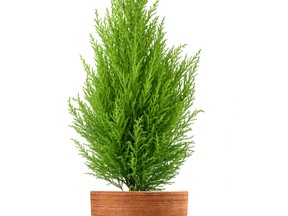 It's all about the watering when it comes to transplanting a lemon cypress.