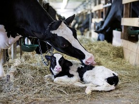Like other social animals, calves thrive with interaction and physical touch, writes Chantelle Archambault.