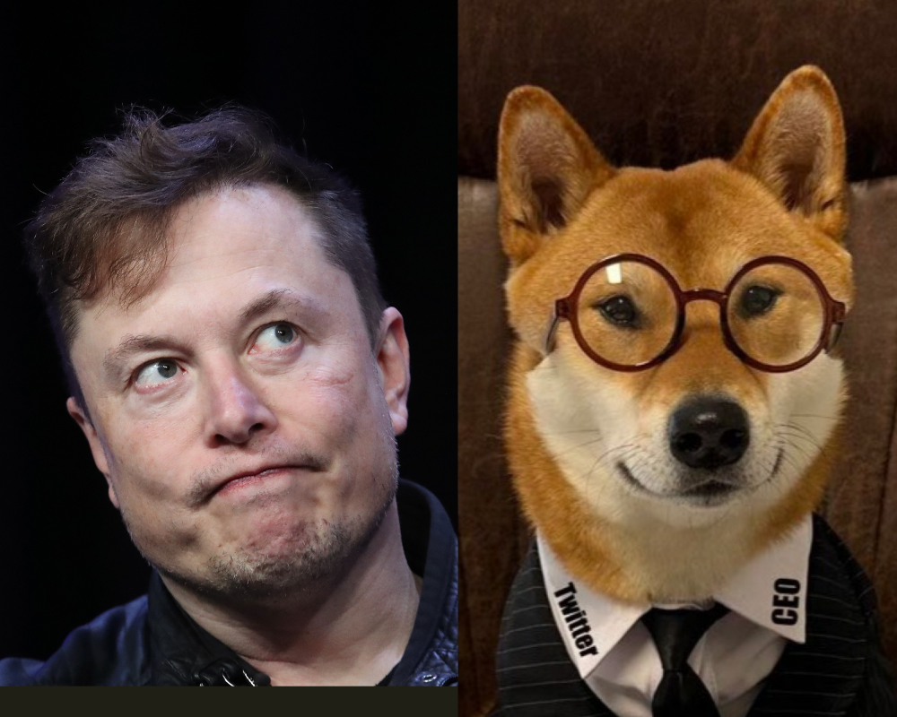 Elon Musk in a rare interview reveals his dog Floki is the CEO of ...