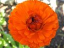 Calendula is one of the easiest flowers to grow. 