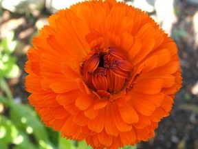 Calendula is one of the easiest flowers to grow.