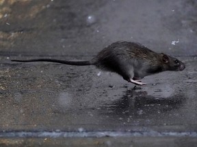 A rat runs across a sidewalk in the snow in the Manhattan borough of New York City, New York, U.S., December 2, 2019. REUTERS/Carlo Allegri/File Photo