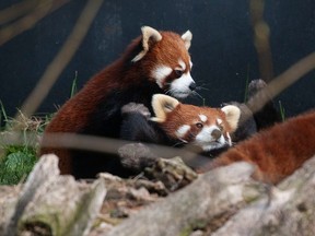Maple and Mei Mei have been announced as the names for a male (Maple) and a female (Mei Mei) red panda born at the zoo last June under a worldwide conservation program called Species Survival Plan.