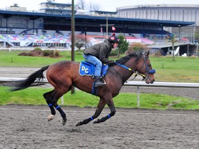 Taking a trot on the track at Hastings Racecourse this week.