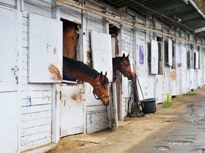 Horses in the stables at Hastings Racecourse this week.