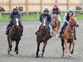 Here they come, down the track in a trot at Hastings Racecourse this week, as the track gears up for a new season to start on Sunday.