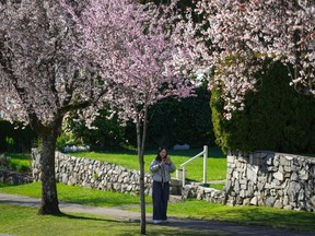 A woman checks her phone after posing for photographs under a canopy of cherry blossom trees in Vancouver, on Tuesday, April 4, 2023. Vancouver's cherry blossoms have become a domestic and international tourist draw, with Chinese tour companies offering flower viewing packages for thousands of dollars, competing with more traditional locations such as Tokyo and Kyoto in Japan.