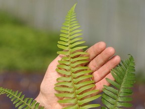 Sword ferns are a common sight in B.C. forests.