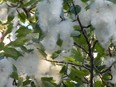 FILE PHOTO of white fluff on poplar trees. Photo credit: Irene Gendemann.