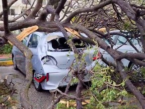 Trees are toppled on cars in damage caused by Typhoon Mawar in Tamuning, Guam, May 25, 2023.