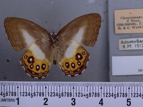 The discovery is part of a 10-year study of the Euptychiina group of butterflies.