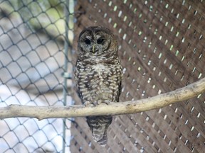 A northern spotted owl is shown at the Northern Spotted Owl Breeding Program (NSOBP) near Hope, B.C. Two northern spotted owls that had been released into a British Columbia forest last year have been found dead.