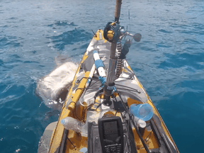 A still from the video shows the tiger shark about to grab the boat.