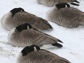 Canada geese can be … messy.
