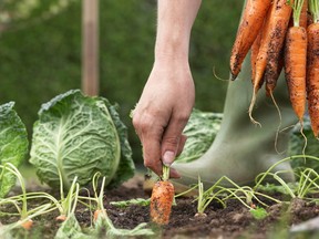 Helen Chesnut likes to I grow close to a year's supply of carrots to be sure of having sweet, juicy, fine-textured carrots through the winter.