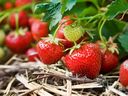 Looking after strawberry plants takes some work, says Helen Chesnut. 