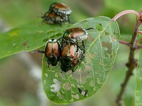 File photo of Japanese beetles eating leaves off trees.
