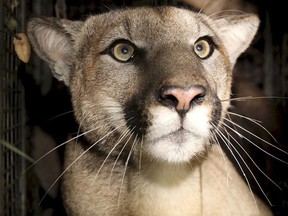 This photo provided by the U.S. National Park Service shows a cougar known as P-81. A woman is recovering after being attacked by a cougar while mountain biking on a trail in Roberts Creek, B.C.