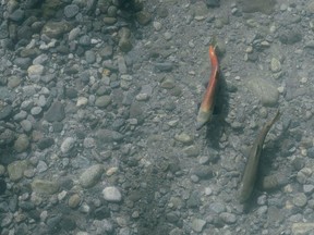 File photo of a salmon in the Upper Pitt River Valley.