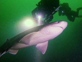 A sixgill shark is seen illuminated by divers in the waters near Port Alberni.