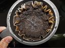 There are many ways and methods to use coffee grounds in your garden.