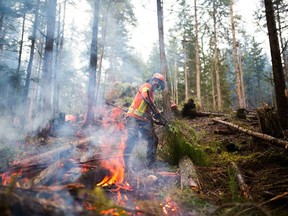 Jeremie LeBlanc of the Slocan Integral Forestry Cooperative has carried out wildfire mitigation work in its community forest in the Slocan Valley.