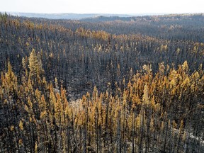 Trees scorched by the Donnie Creek wildfire line a forest north of Fort St. John, British Columbia, Canada, Sunday, July 2, 2023.
