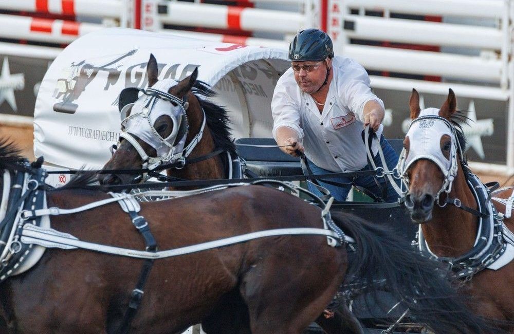 Horse euthanized after injury at Calgary Stampede chuckwagon race The