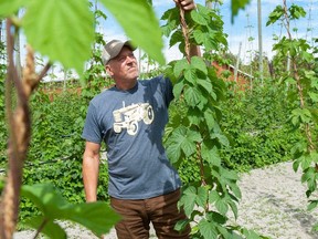 B.C. hops growers are hoping for a breeding breakthrough that revolutionizes their industry. Farmer and brewer Ken Malenstyn checks the crop at Crescent Island Hops in Delta.
