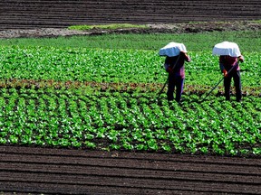 A file photo of farm workers tending to plants on a hot day in Metro Vancouver.