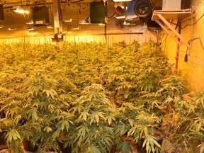 Abbotsford police have seized about 4,000 marijuana plants from a grow operation in the 7400-block Walters Street.