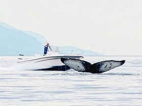 A Campbell River whale-watching company captured this photo of a boat speeding toward a humpback whale near Quadra Island on June 29. The incident was reported to ­Fisheries and Oceans Canada.