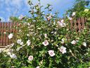 Rose of Sharon (Hibiscus syuriacus) is grown almost exclusively in B.C. as a deciduous shrub.
