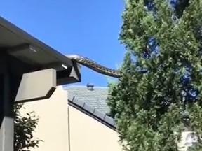 A giant snake was caught on camera slithering from a rooftop to a nearby tree in Australia.