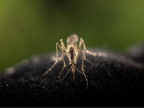 Warm temperatures and standing water creates more habitat for mosquitoes.