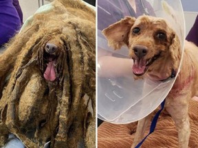 It took three veterinarians about two hours to remove eight pounds of matted fur from Pierre, a 9-year-old miniature poodle.