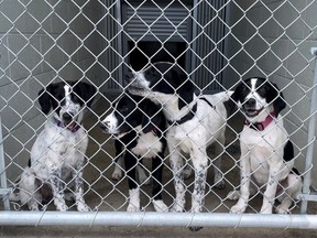 This quartet of three-month-old German shepherd/border collie cross puppies was discovered on a forest service road south of the Barnhartvale on Sunday, July 23. BC SPCA photo