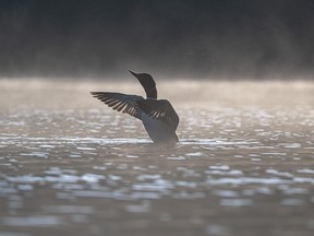 A loon is captured in a photo by Kevin Pepper.