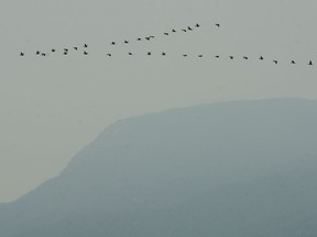 Birds fly above Eagle Bluffs on Cypress Mountain as smoke from wildfires fill the skies over Vancouver.