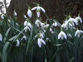 Early bloomers like snowdrops are the first to flower each spring.