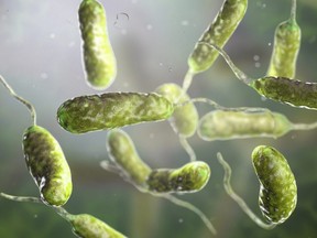 This image shows a 3D illustration of the Vibrio vulnificus bacteria, the causative agent of serious seafood-related infections and infected wound after swimming in warm sea water.