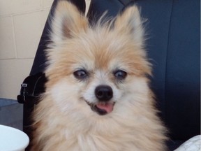 Coquitlam police are asking the public to keep an eye out for Foxy, a Pomeranian stolen from her owner last week.