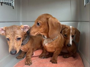 Sept. 21, 2023 - The BC SPCA is caring for 30 Dachshunds who were living in terrible conditions. They were rescued and brought into SPCA care. Photos: BC SPCA