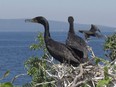 Cormorants sit atop trees on island "B" of the Four Brothers Islands on the New York side in Lake Champlain in a June 16, 2016, file photo. It's a battle in the skies -- and so far, the bombing cormorants sowing scatological havoc in a Nova Scotia harbour are winning.