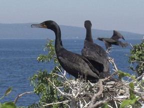 Cormorants sit atop trees on island "B" of the Four Brothers Islands on the New York side in Lake Champlain in a June 16, 2016, file photo. It's a battle in the skies -- and so far, the bombing cormorants sowing scatological havoc in a Nova Scotia harbour are winning.