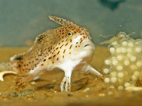 A female spotted handfish with her eggs.